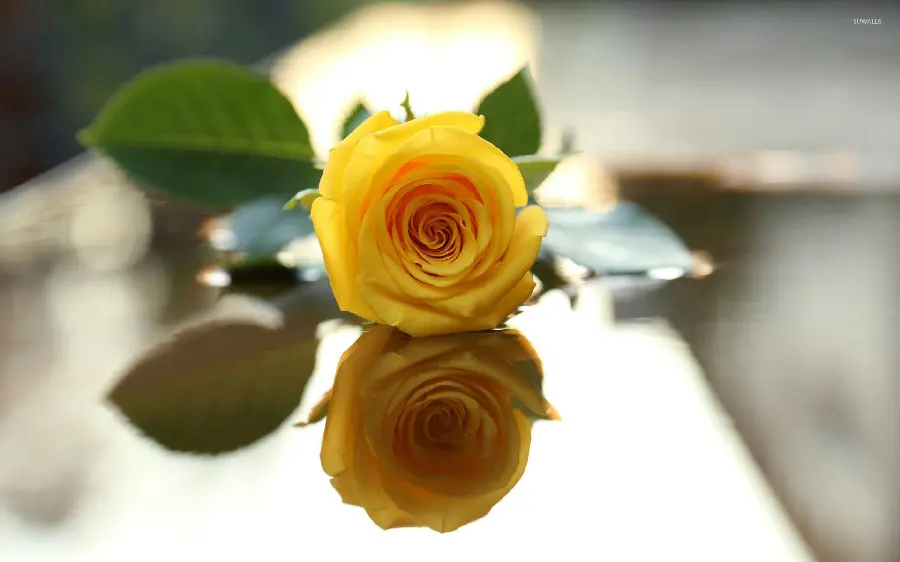 The most stylish yellow rose photo for making a caption photo 