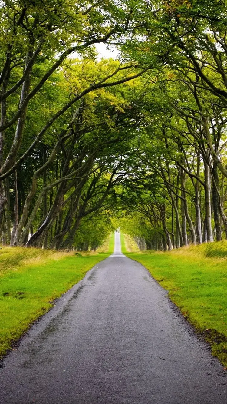 The most enchanting dreamy and romantic forest road image 
