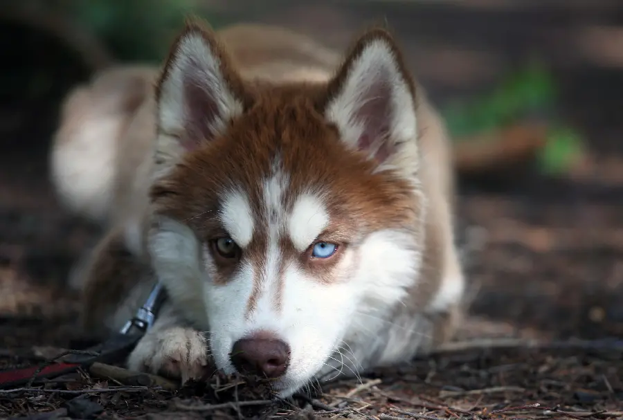 High Quality Stock Photo of Angry Look of Beautiful Dog