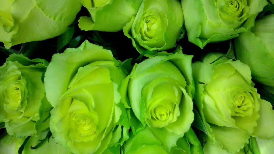 Background image of a bunch of green roses with a messy and uneven flower