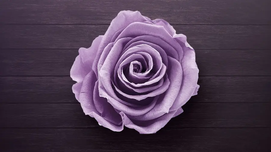 Colorless Background of Purple Roses on Burnt Brown Wood
