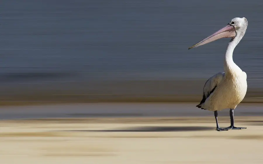 Blurred background photo of a pelican watching from afar