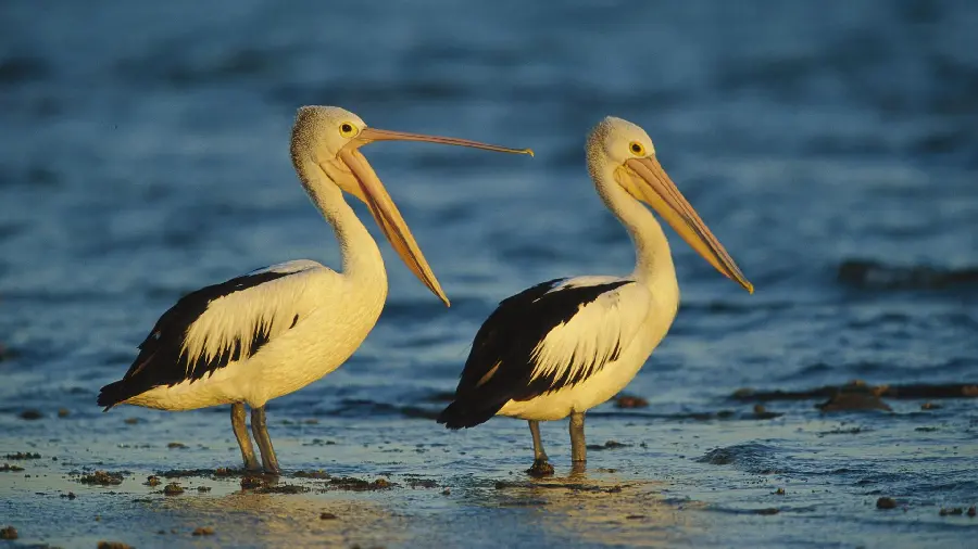 Background photo of 2 pelicans, one with an open beak and the other with a closed beak at sunset