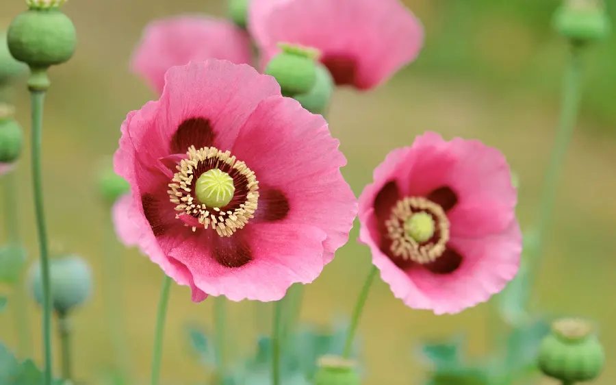 HD quality background and a close-up inside of wild pink poppies