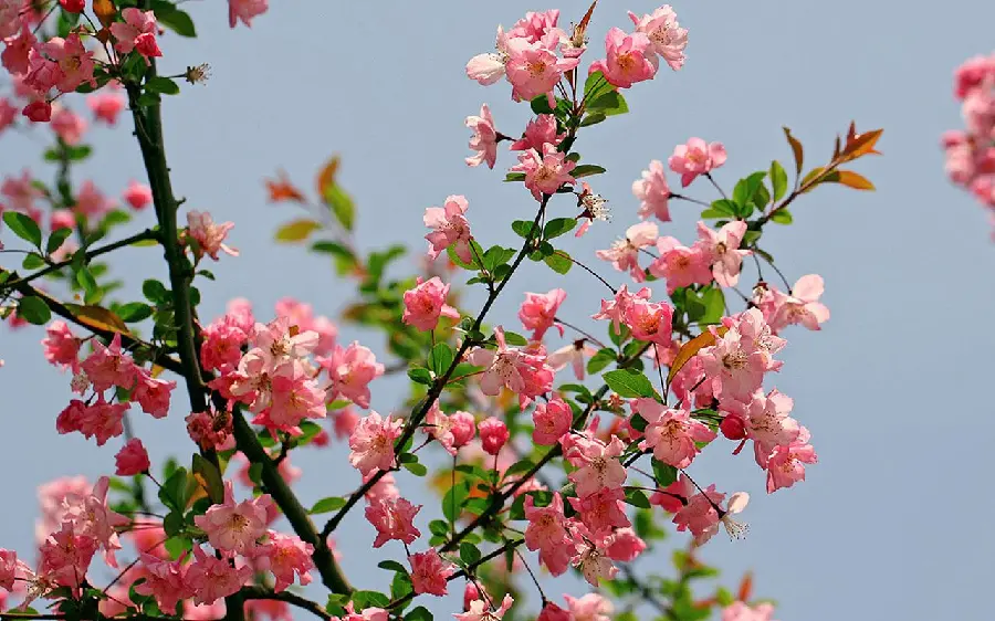 DDownload a beautiful background photo of tiny begonia flowers on a thin branch