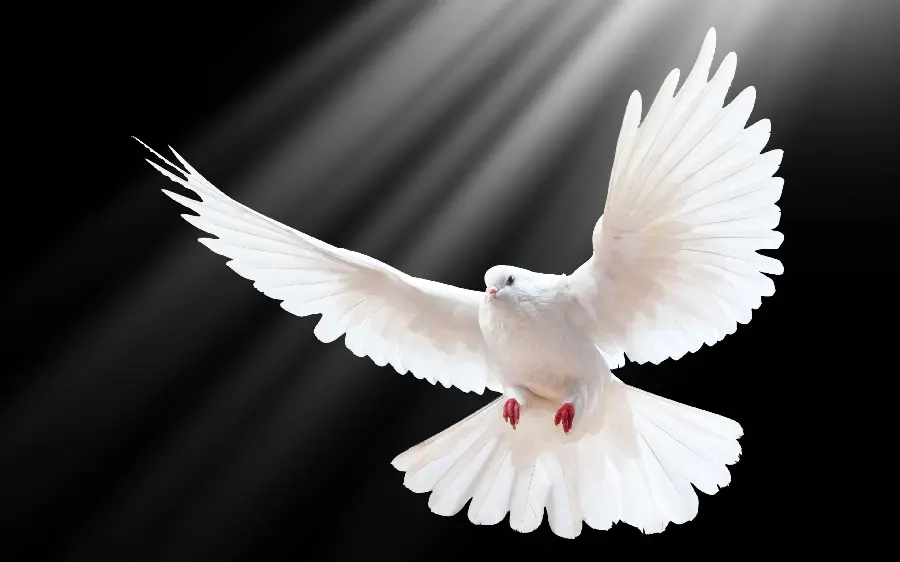Beautiful and bright background of a large white dove flying
