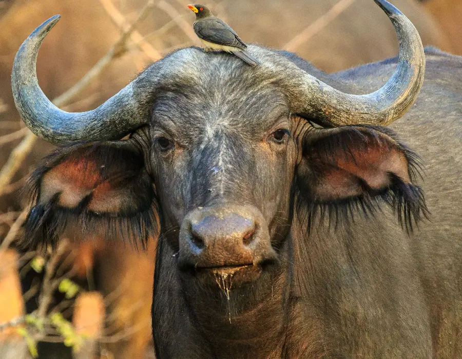 Download vector background with a buffalo or wild bull design