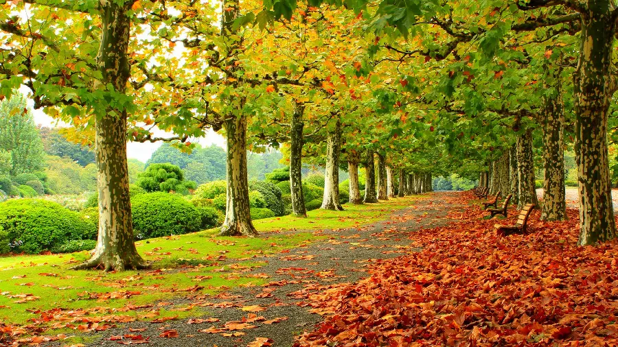 New profile picture fromNature and autumn trees and their leaves in HD quality special for Android