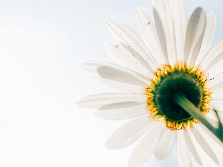 New and popular wallpaper of white flowers in 4K quality