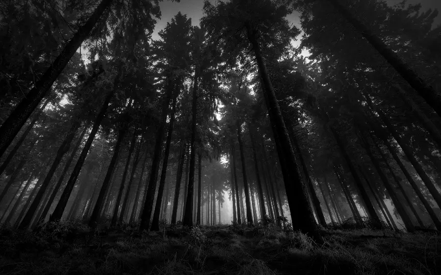 Eye-catching black and white wallpaper of the forest in the presence of sunlight rays 