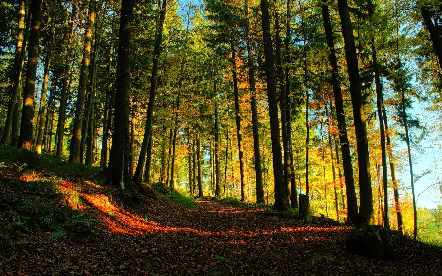 Download the best stock photos of New Zealand forests for Instagram 