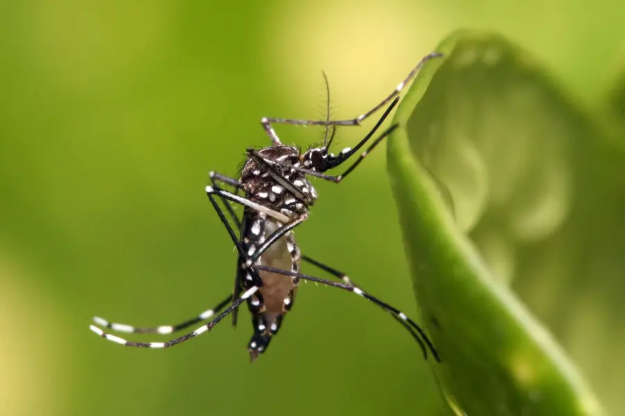 Download a scary picture of a large mosquito on a leaf and a flower