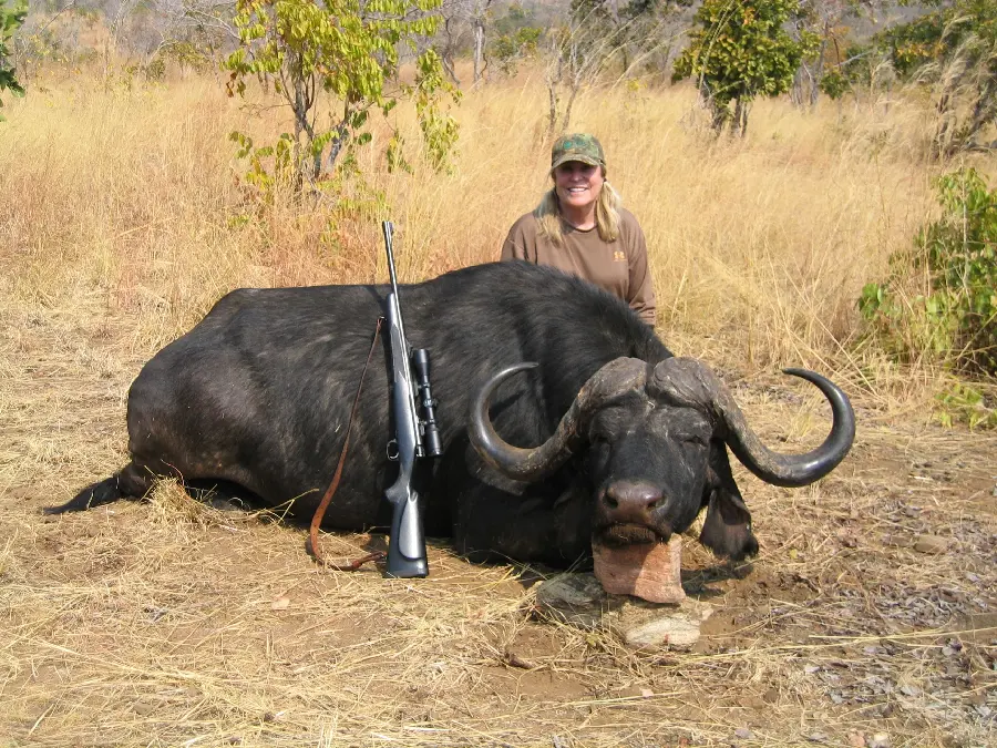 A picture of a killed buffalo and a hunter