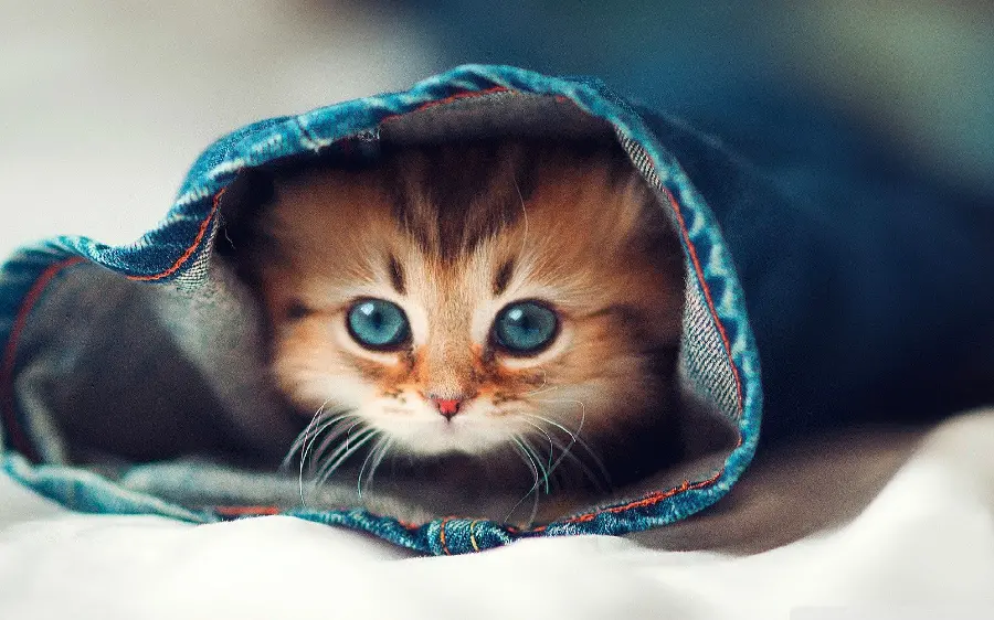 The most popular cute and small cat wallpaper for laptops and computers