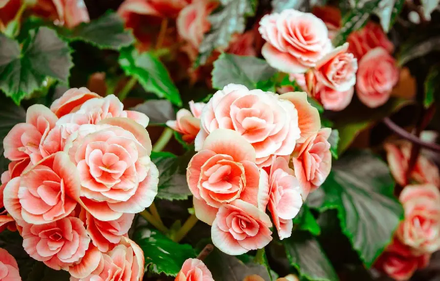Image of cute begonia himalis in the form of a small bouquet