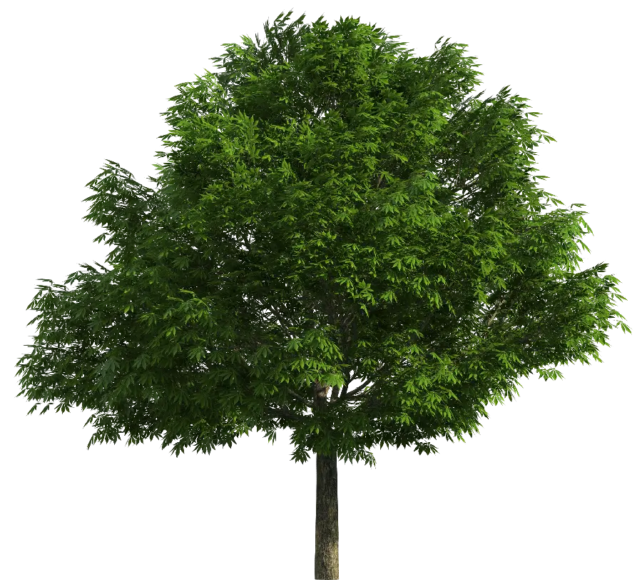 Photoshop Background with Spectacular Green Tree Design with Blank Background
