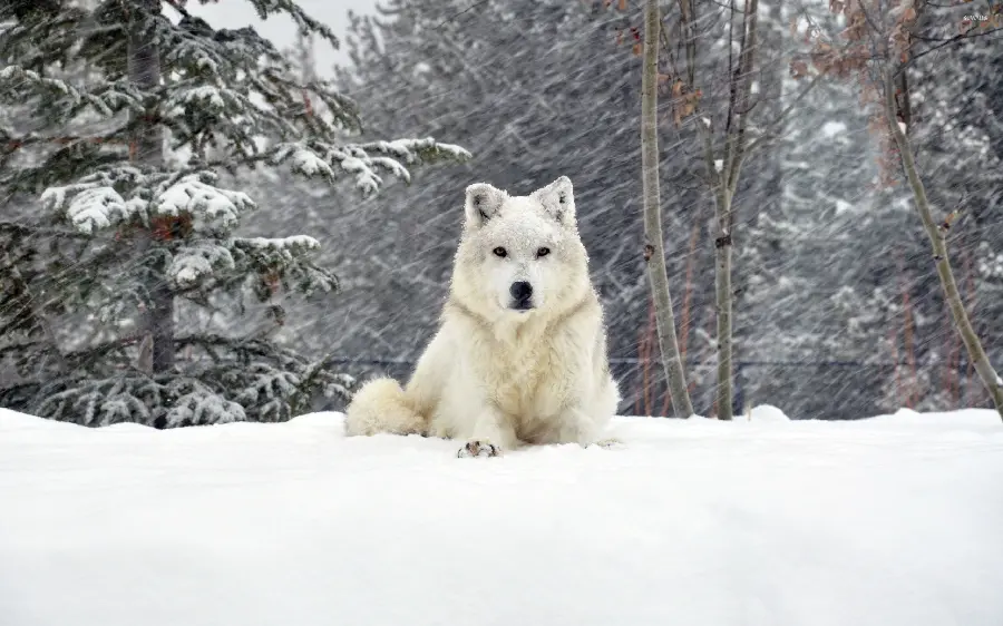 Simple and unique view of A person from a white wolf in the snow 