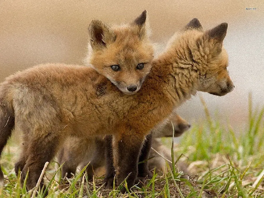 Download a cute stock photo of 2 beautiful foxes together