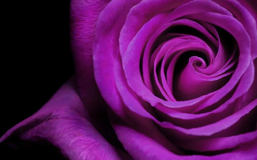 Pure background of Intricate petals of purple roses intertwined