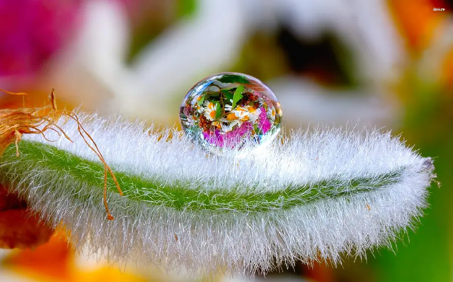 A masterpiece background of dew on a plant with reflections of surrounding flowers