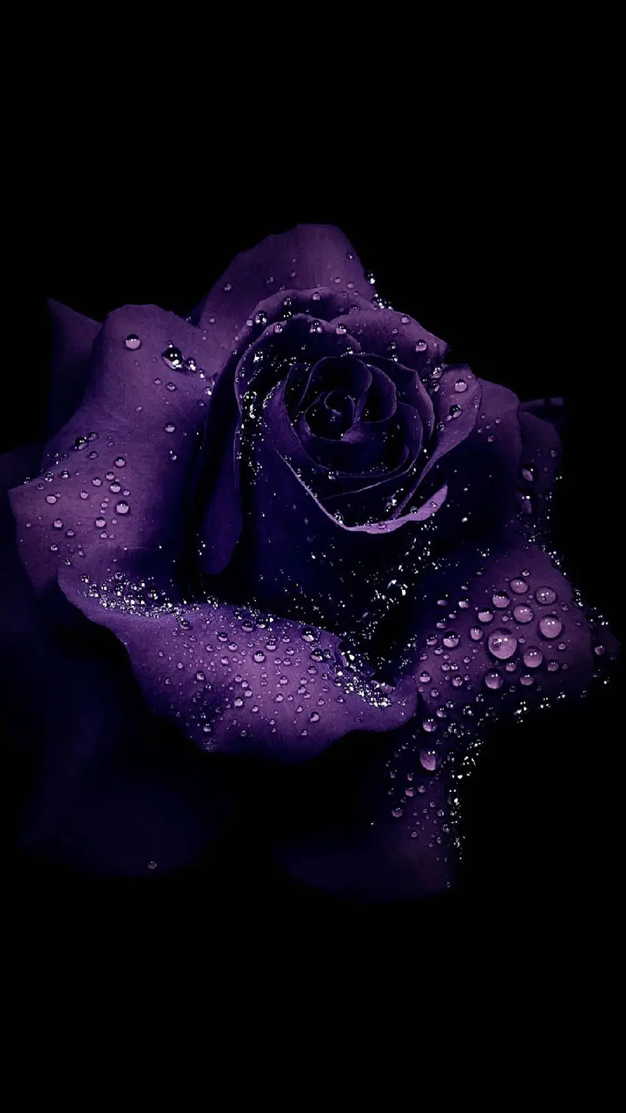 Download cute background image of purple rose with pearly drops of water on its petals