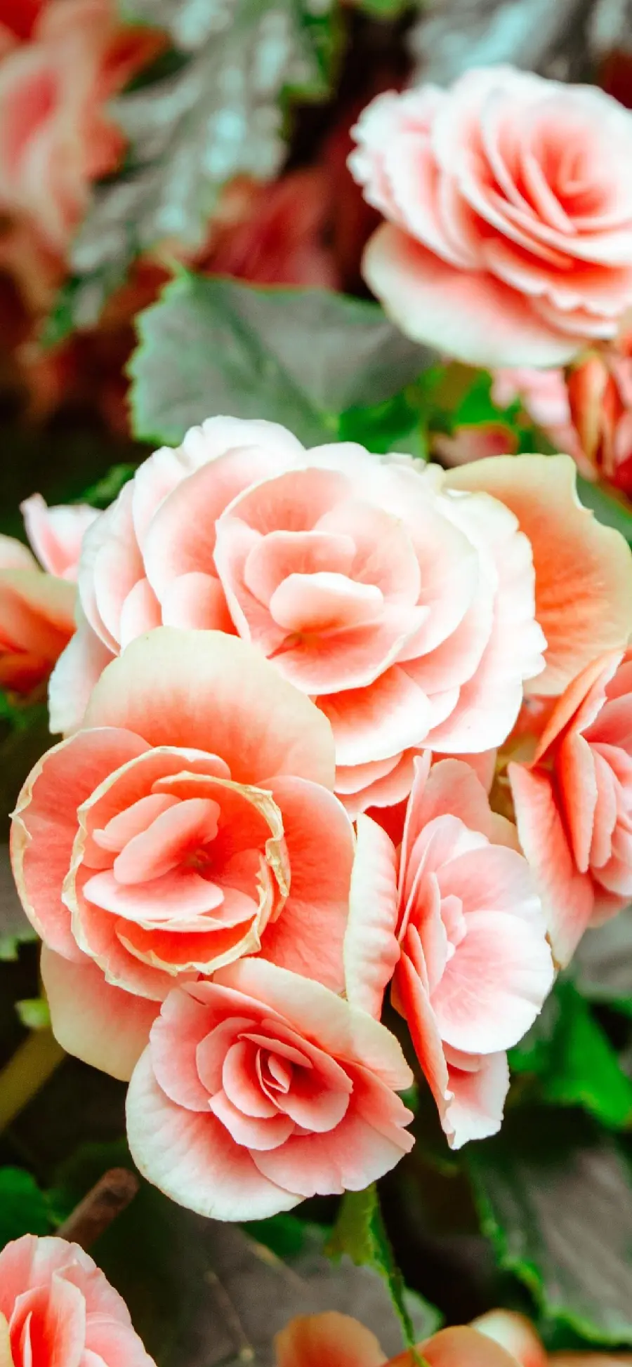 Download blurred and bright poster of slightly dried begonia flowers