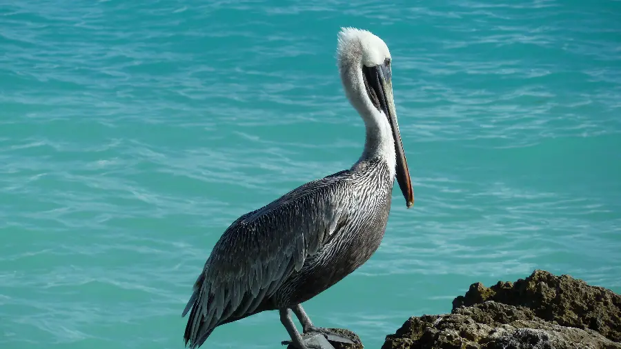 Impressive vector of a lone pelican on a rock by the clear water