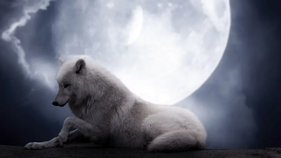 The Most Popular Wolf and Moon Photo with the Most Special Quality