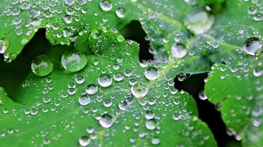 A masterpiece of green dewy leaves in good quality