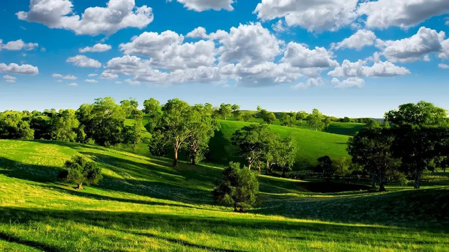 Free download of a new photo of a lush and eye-catching meadow in HD quality