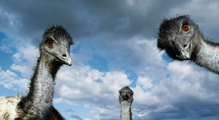 Background of three black ostriches looking together