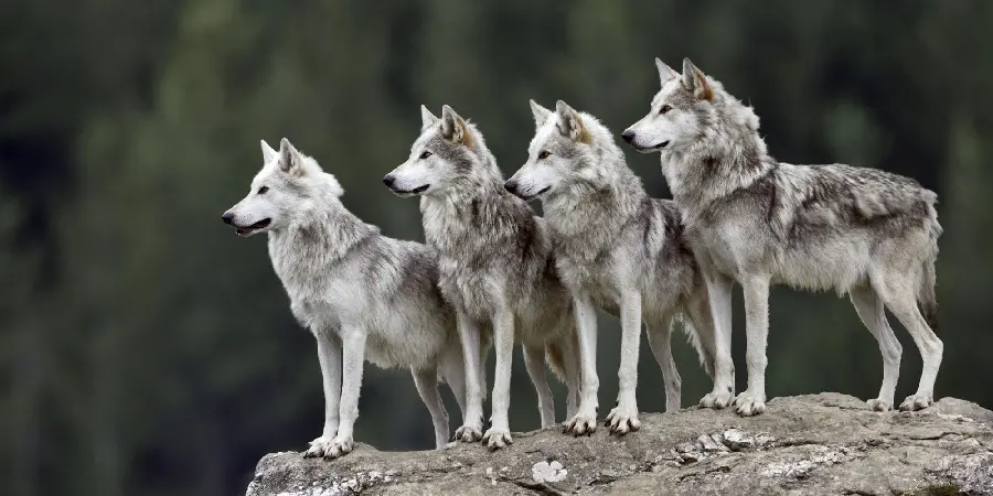 Exceptional pack background Wolf-like for Windows 10 and 11