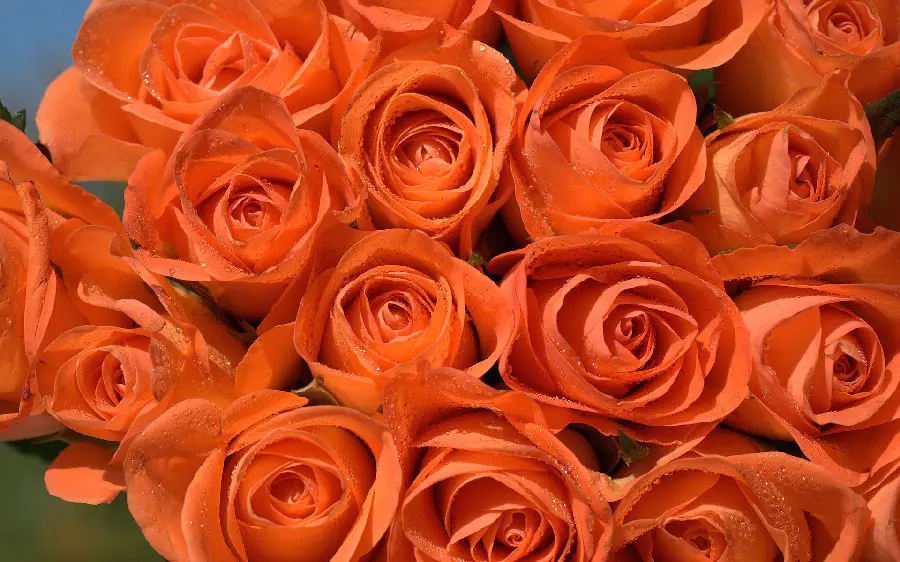 High quality rose masterpiece photo for laptop background