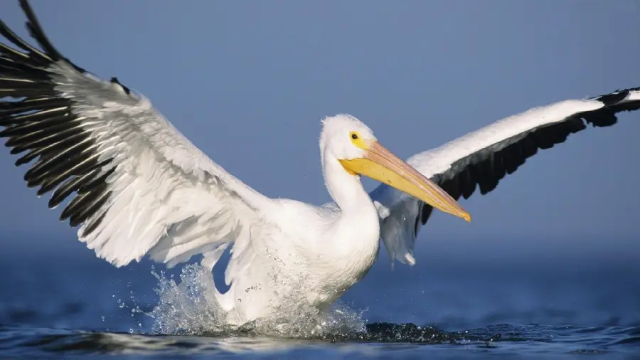 A magnificent background of the moment a pelican spreads its wings from the water into the sky, special for the tablet