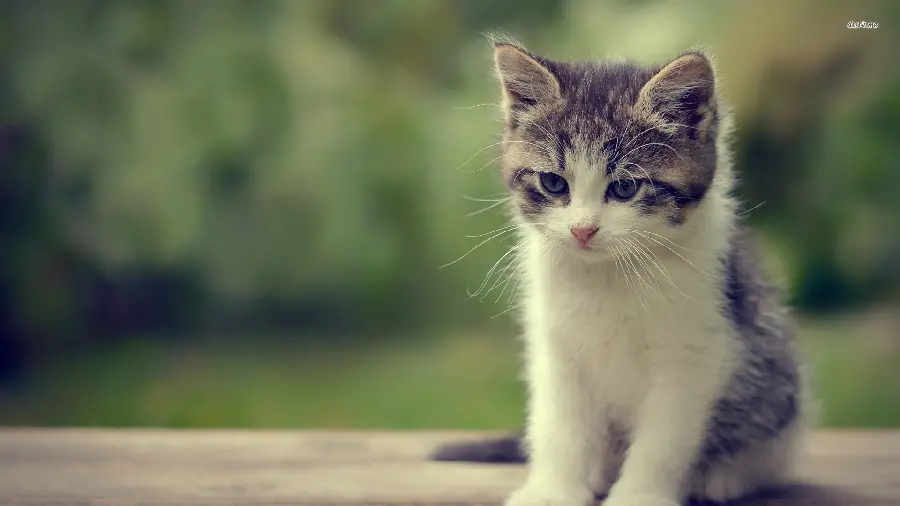 The latest sad and mellow cat wallpaper for computer 