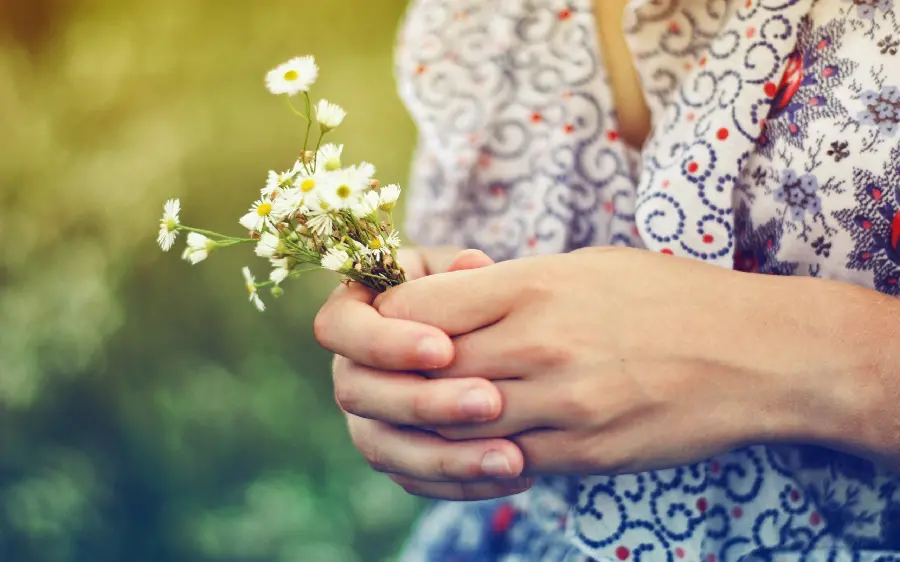 A beautiful image of a small bouquet of chamomile flowers in a hand suitable for wallpaper