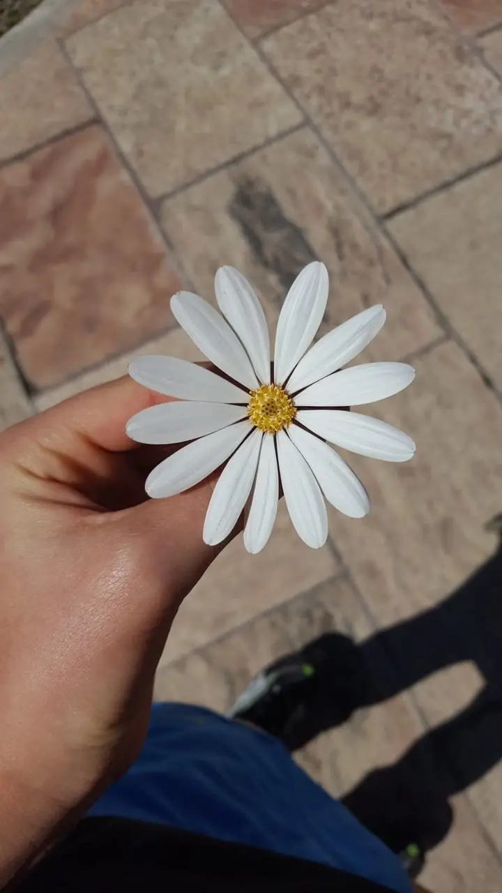 Full HD quality image of a popular enamel flower for profile