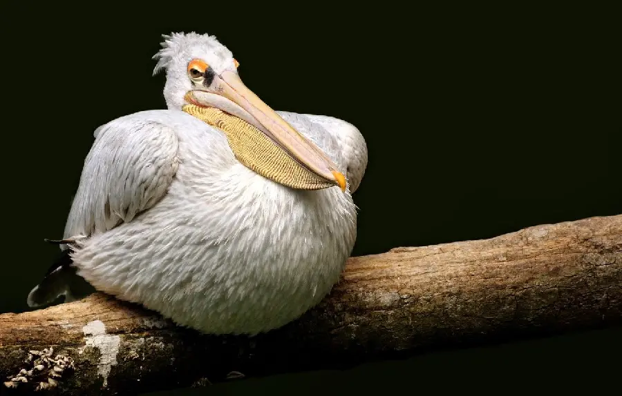 The latest poster of a grumpy and fat pelican on a tree trunk
