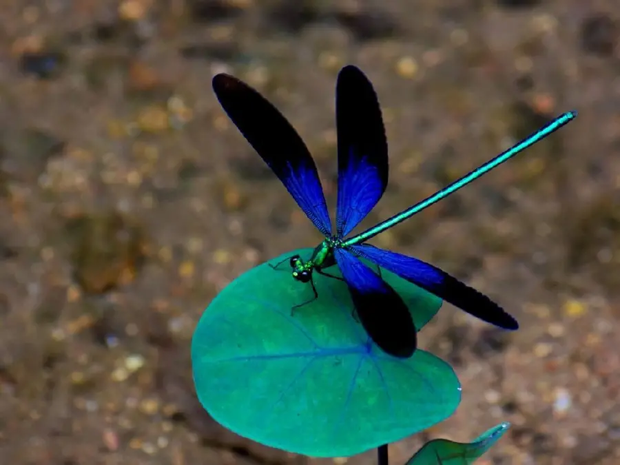 Photo of an incredibly beautiful dragonfly