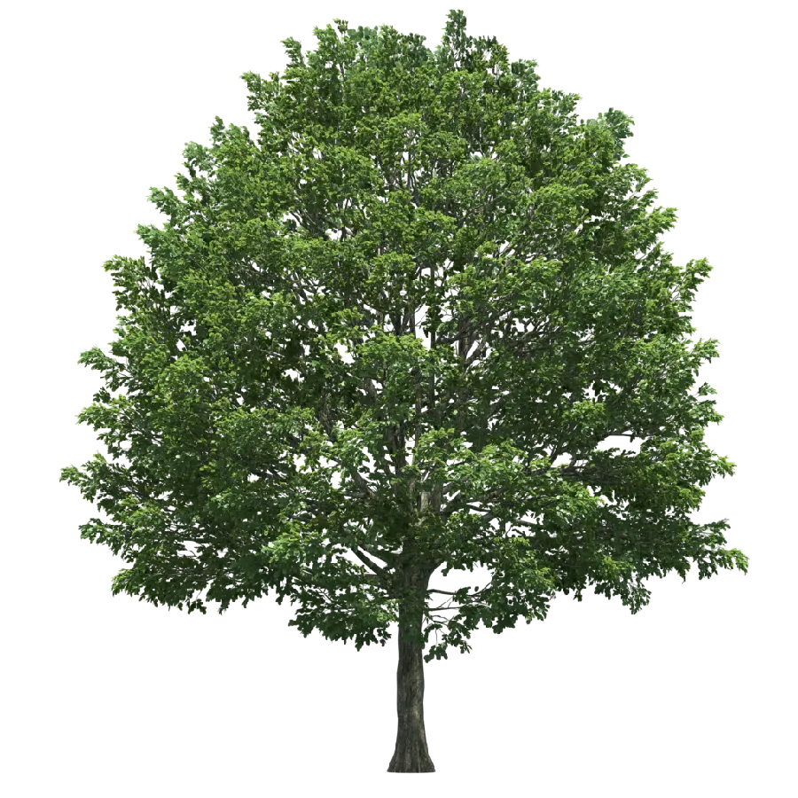 Large tree PNG with empty background for insertion in autoplay
