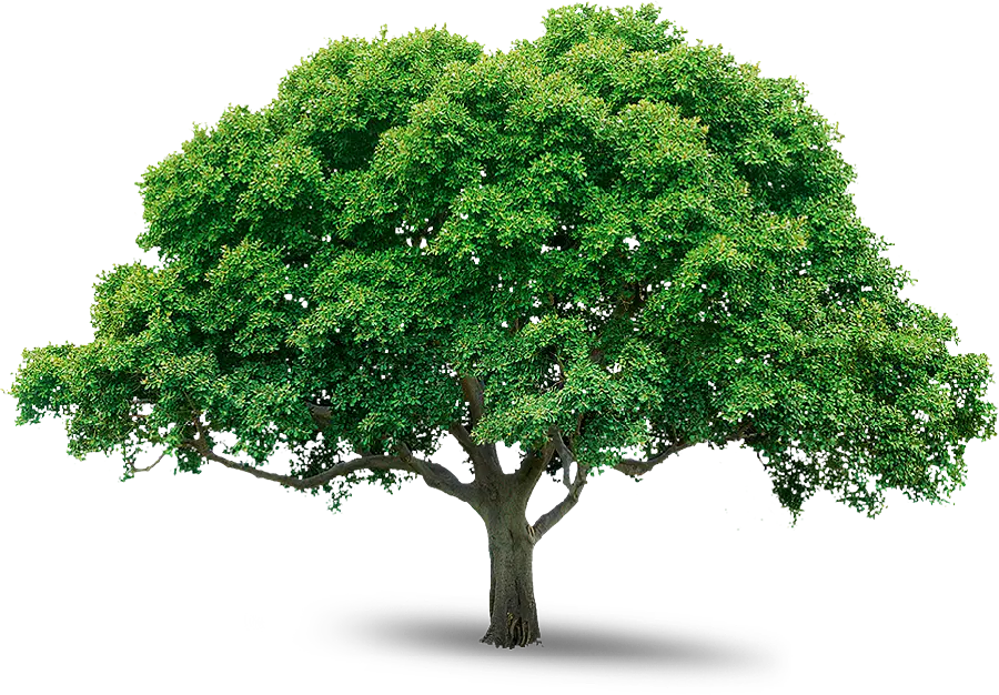 The most famous tree image with a blank background for creating a clip without a background