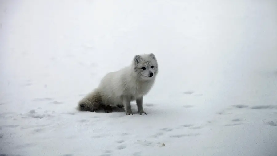 A white fox alone in the polar snows, suitable for phone backgrounds