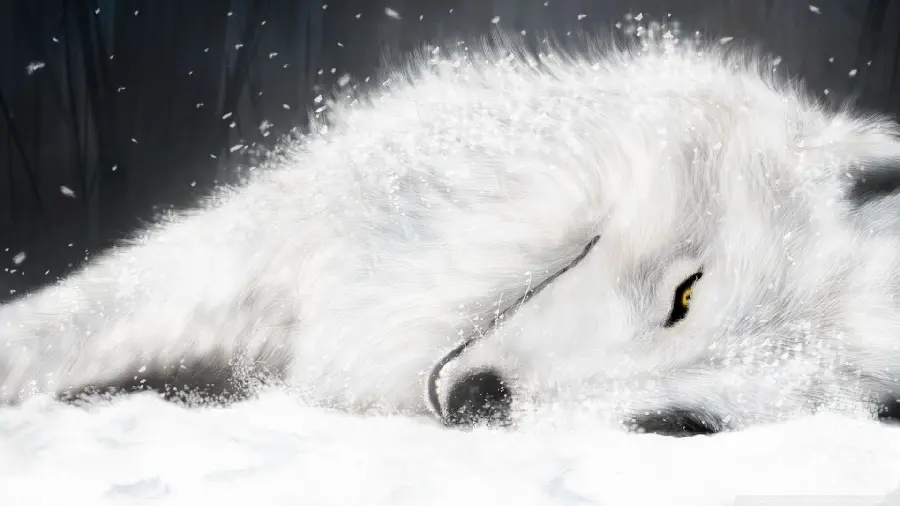 White wolf sleeping in the snow in a beautiful 8k quality view 