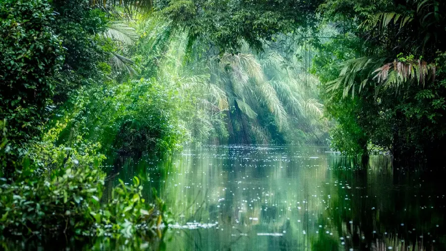 Download Stock Photo Shadow of a Sunbeam on Plants in the Amazon River Forest