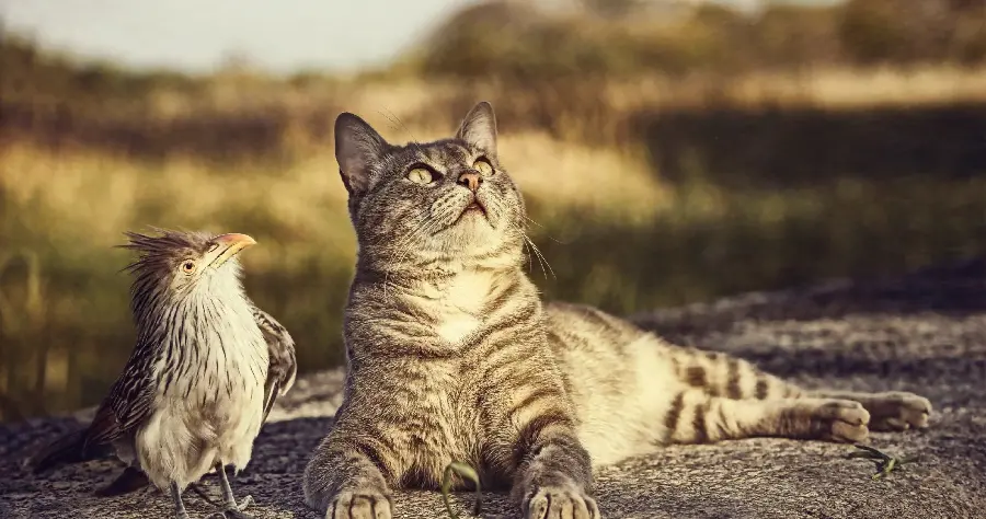 The hottest image of a cat and an interesting bird together