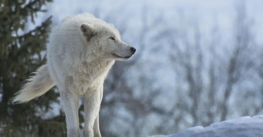 The ideal background of a white wolf alone in the snow for your desktop