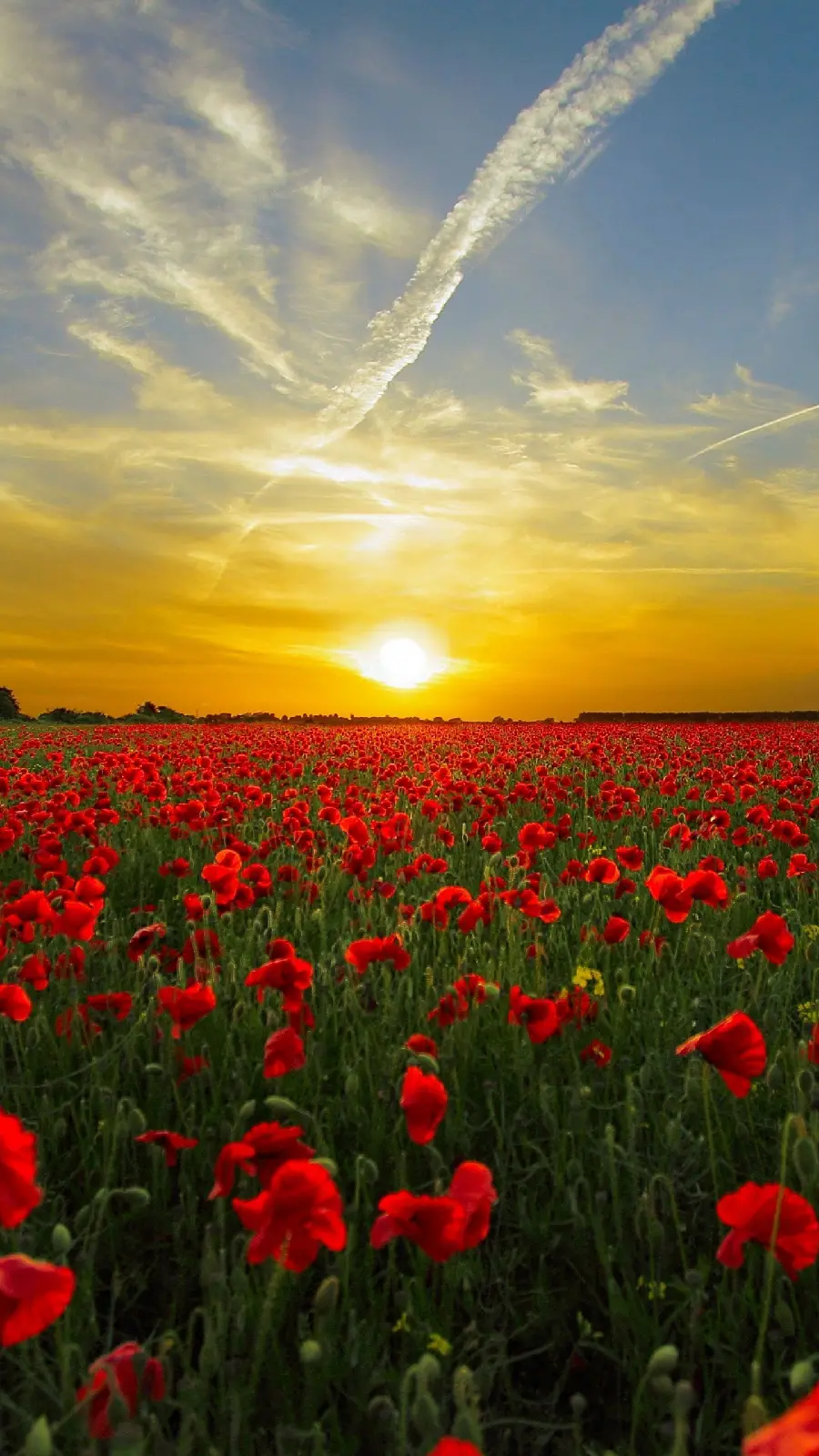 Background of golden sunlight in the sky and its reflection on a huge field of red wild poppies