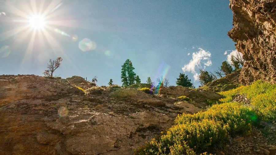 New background photo of sunlight on wild flowers in the mountains and nature in hd quality