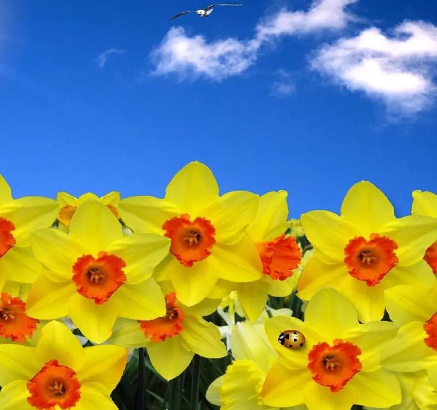 A colorful and special iPhone wallpaper of yellow daffodils and a ladybug on one of the flowers
