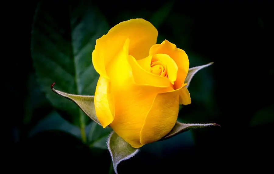 The most viewed yellow rose image with HD quality 